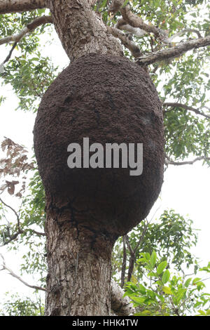 Une termitière dans un arbre à Mosman sur la basse côte nord de Sydney. Banque D'Images