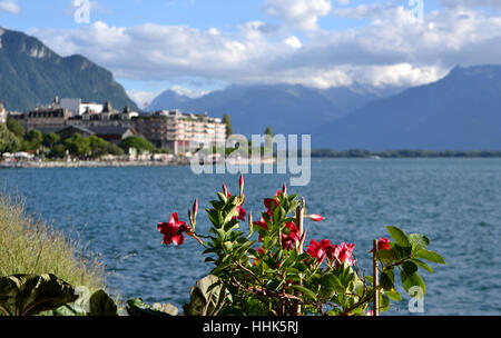 Alpes, suisse, hôtels, promenade, frontière de fleurs, bleu, arbre, arbres, Banque D'Images