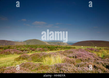 Yearlet, Ashlet et Grindle sur le long Mynd, Shropshire, England, UK Banque D'Images