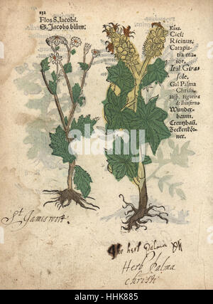 Séneçon jacobée ou St James wort, Jacobaea vulgaris, et le ricin, Ricinus communis. Gravure sur bois coloriée à la gravure d'une illustration botanique d'Adam Lonicer Krauterbuch's, ou de plantes médicinales, Francfort, 1557. Cette d'une édition pirate du 17e siècle ou des illustrations de l'atlas, avec légendes en latin, grec, français, italien, allemand, et en anglais manuscrit. Banque D'Images