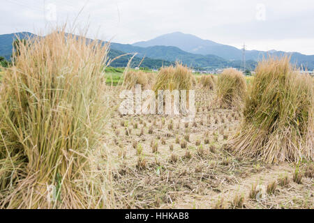 Champ de riz après la récolte, Isehara City, préfecture de Kanagawa, Japon Banque D'Images