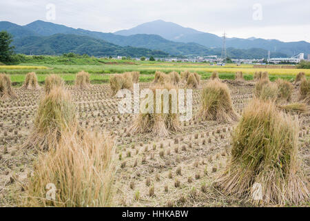 Champ de riz après la récolte, Isehara City, préfecture de Kanagawa, Japon Banque D'Images