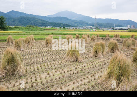 Champ de riz après la récolte, Isehara City, préfecture de Kanagawa, Japon Banque D'Images