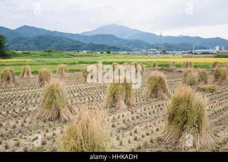 Champ de riz après la récolte, Isehara City, préfecture de Kanagawa, Japon Banque D'Images