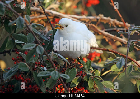 White (leucistic) Blackbird. Nom scientifique : Turdus merula. Dans un jardin dans le sud de l'Angleterre. Banque D'Images