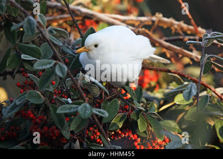 White (leucistic) Blackbird. Nom scientifique : Turdus merula. Dans un jardin dans le sud de l'Angleterre. Banque D'Images