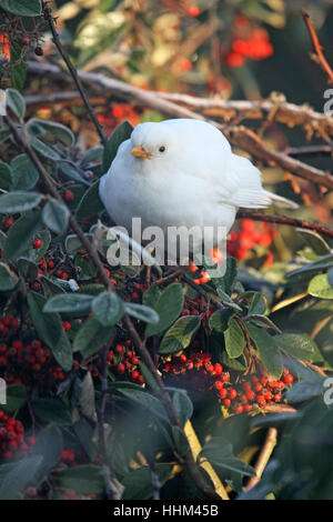 White (leucistic) Blackbird. Nom scientifique : Turdus merula. Dans un jardin dans le sud de l'Angleterre. Banque D'Images