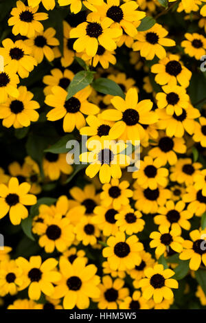 Rudbeckia triloba. Brown Eyed Susan fleurs. Banque D'Images