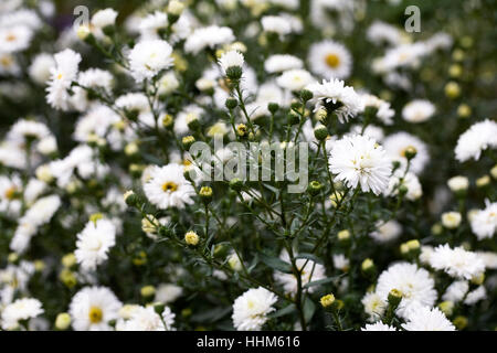 Symphyotrichum novi-belgii 'White ladies' fleurs. Banque D'Images