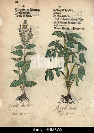 Germandrée Teucrium scorodonia, et rouge, espèces de menthe Mentha rubra. Gravure sur bois coloriée à la gravure d'une illustration botanique d'Adam Lonicer Krauterbuch's, ou de plantes médicinales, Francfort, 1557. Cette d'une édition pirate du 17e siècle ou des illustrations de l'atlas, avec légendes en latin, grec, français, italien, allemand, et en anglais manuscrit. Banque D'Images