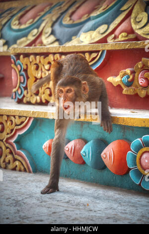 Singes dans Temple Pashupatinath , Katmandou, Népal. Banque D'Images