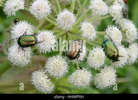 Groupe des hannetons Rose Vert Scarabée Rose aka, Cetonia aurata, sur la Berce du Caucase, Heracleum mantegazzianum, Provence France Banque D'Images