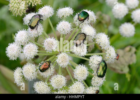 Groupe des hannetons Rose Vert Scarabée Rose aka, Cetonia aurata, sur la Berce du Caucase, Heracleum mantegazzianum, Provence France Banque D'Images