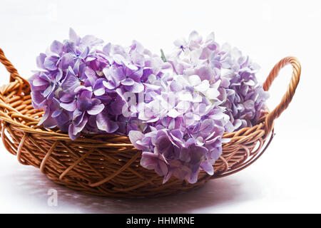 Panier avec hortensias rose sur fond blanc Banque D'Images