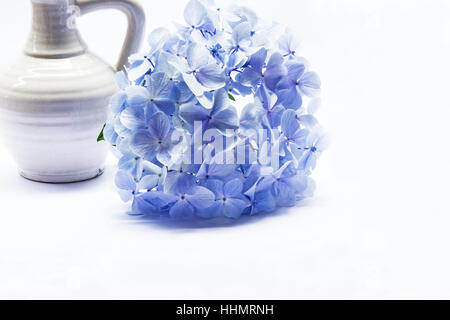 Hortensias bleus sur fond blanc Banque D'Images