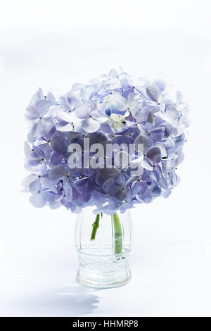 Hortensias bleus sur fond blanc Banque D'Images