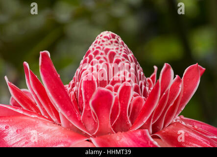 Fleur de gingembre torche (Etlingera elatior), Amazon rainforest, Zamora, le sud de l'Équateur, l'Équateur Banque D'Images