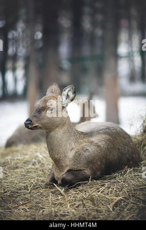 Doe de cerfs et de 1 an Comité permanent dans les bois en hiver neige Banque D'Images