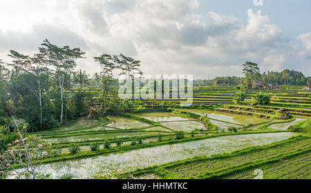 Terrasses de riz, Jatiluwih Bali, Indonésie Banque D'Images