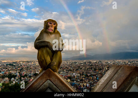 Macaque Rhésus (Macaca mulatta) assis sur le mur au Temple de Swayambhunath, vue de maisons de ville, derrière l'arc-en-ciel, Katmandou Banque D'Images