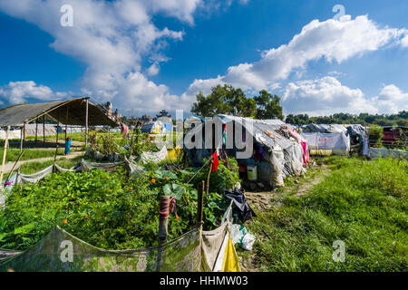 De plus en plus de légumes en camp de tentes pour les personnes qui ont perdu leurs maisons en 2015 tremblement de terre, Katmandou, Népal, du district de Katmandou Banque D'Images