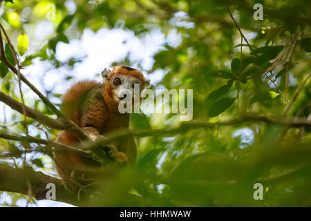L'Eulemur coronatus (lemur couronné) sur l'arbre dans le Parc National d'Ankarana. Le lémurien couronné est endémique à la forêts décidues sèches du nord du haut de Banque D'Images