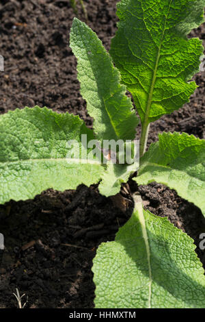 Großblütige Königskerze, Blatt, Blätter, Blattrosette, Verbascum densiflorum, syn. Verbascum thapsiforme molène à fleurs denses, à grande fleur, mulle Banque D'Images