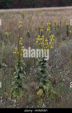 Großblütige Königskerze, Verbascum densiflorum, syn. Verbascum thapsiforme molène à fleurs denses, à grande fleur, Molène, denseflower molène, la mo Banque D'Images