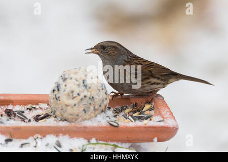 Heckenbraunelle selbstgemachtes Bodenfütterung, Vogelfutter, mit Apfel, Körnern Meisenknödel Fettfutter,,, Vogelfütterung Fütterung Winterfütterung,,, Banque D'Images