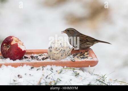 Heckenbraunelle selbstgemachtes Bodenfütterung, Vogelfutter, mit Apfel, Körnern Meisenknödel Fettfutter,,, Vogelfütterung Fütterung Winterfütterung,,, Banque D'Images