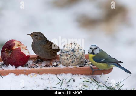 Selbstgemachtes Heckenbraunelle und Blaumeise, Vogelfutter, Bodenfütterung mit Apfel, Körnern Meisenknödel Fettfutter,,,, Vogelfütterung Fütterung, Wi Banque D'Images