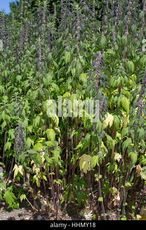 Herzgespann Herzgespann Löwenschwanz Echtes,,, Herzspannkraut Leonurus cardiaca, ssp. villosa, Leonurus villosa, Motherwort, millepertuis, Lion's Ear, L Banque D'Images