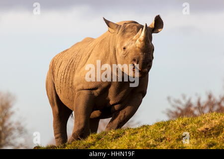 Un rhinocéros noir de Tsavo est à mâcher sur un morceau de bois dans le soleil du soir Banque D'Images