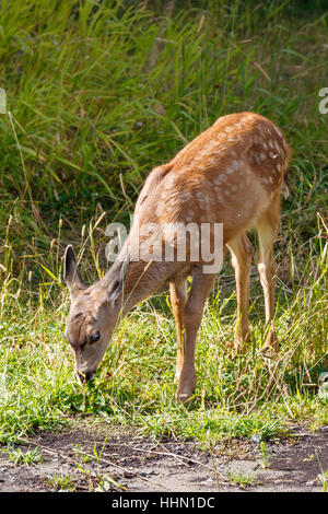 Du Cerf à queue noire de Colombie, 'Odocoileus hemionug columbianus', sur Grouse Mountain à Vancouver, Canada. Banque D'Images