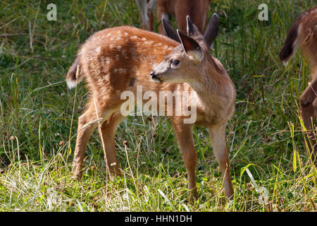 Du Cerf à queue noire de Colombie, 'Odocoileus hemionug columbianus', sur Grouse Mountain à Vancouver, Canada. Banque D'Images