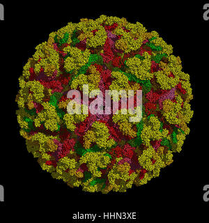 Le chikungunya virus qui cause le chikungunya maladie transmise par les moustiques Aedes. Le modèle montre HD 3D structure de niveau atomique. Banque D'Images