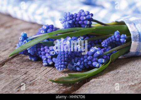 Bouquet de fleurs de printemps muscari enveloppée de tissu bleu sur une vieille table en bois Banque D'Images