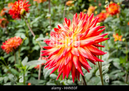 Dahlia Karma Bon Bini la floraison en septembre au Royaume-Uni Banque D'Images