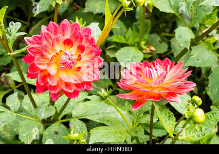 Dahlia floraison Rose Kilburn en septembre au Royaume-Uni Banque D'Images