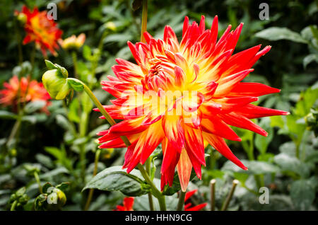 Dahlia Karma Bon Bini la floraison en septembre au Royaume-Uni Banque D'Images