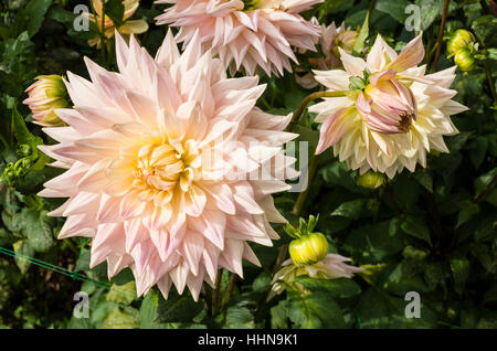 Joyce Green Dahlia floraison en septembre à UK Banque D'Images