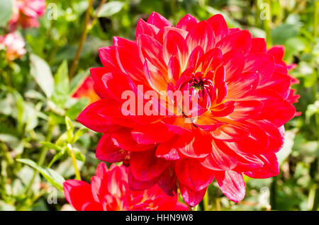 Dahlia fleurs bougies Kilburn en septembre au Royaume-Uni Banque D'Images