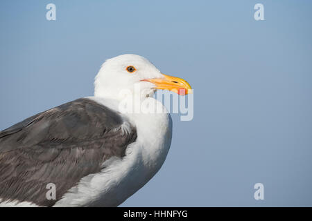 Western, Larus occidentalis, adulte, à proximité de Piedras Blancas, San Simeon, California, United States ( Est de l'océan Pacifique ) Banque D'Images