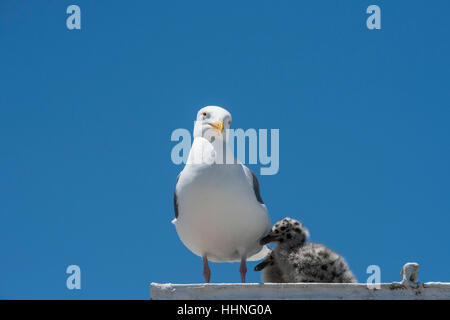 Western, Larus occidentalis, avec les poussins, en plus de contenants d'expédition dans un terrain de stationnement, juste à côté de l'autoroute, Moss Landing, California, United States Banque D'Images