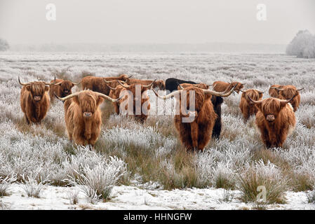 Troupeau de Highlanders écossais rouge brun naturel dans un paysage d'hiver. Banque D'Images