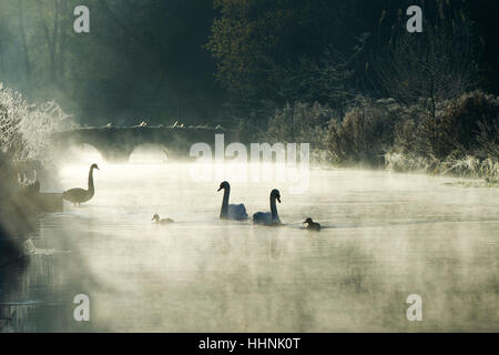 Les canards et cygnes silhouette sur la rivière Coln sur un hivers brumeux matin glacial. Bibury, Cotswolds, Gloucestershire, Angleterre Banque D'Images