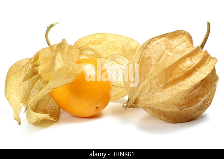 Physalis isolé sur fond blanc Banque D'Images