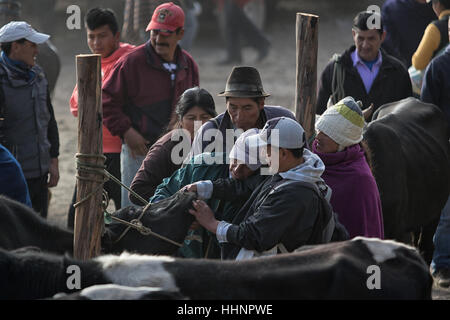 6 août, 2016 Leon, Nicaragua : les hommes et les femmes ou commerciaux vendent leur bétail dans le marché d'animaux, des dents d'une vache checkup Banque D'Images