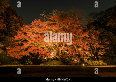 Le Jardin Rikugien en automne, Tokyo, Japon Banque D'Images