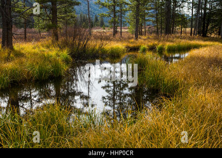 Reflet des arbres dans la rivière Banque D'Images